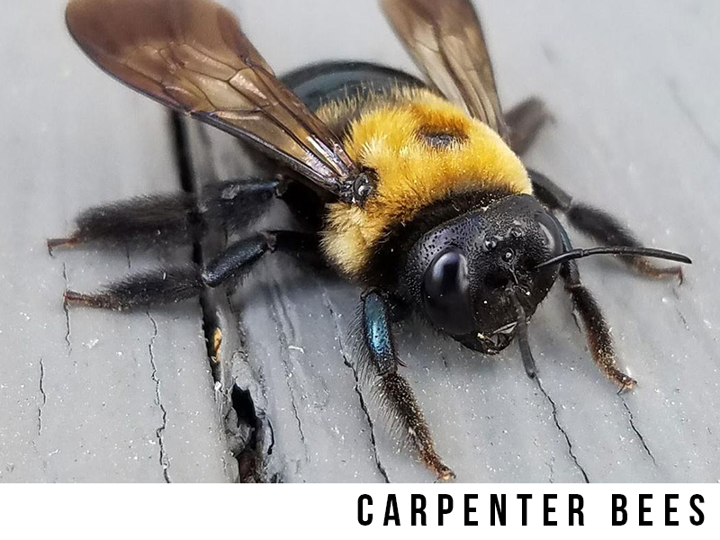 carp bees