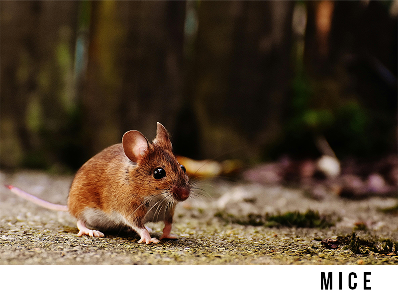 mice