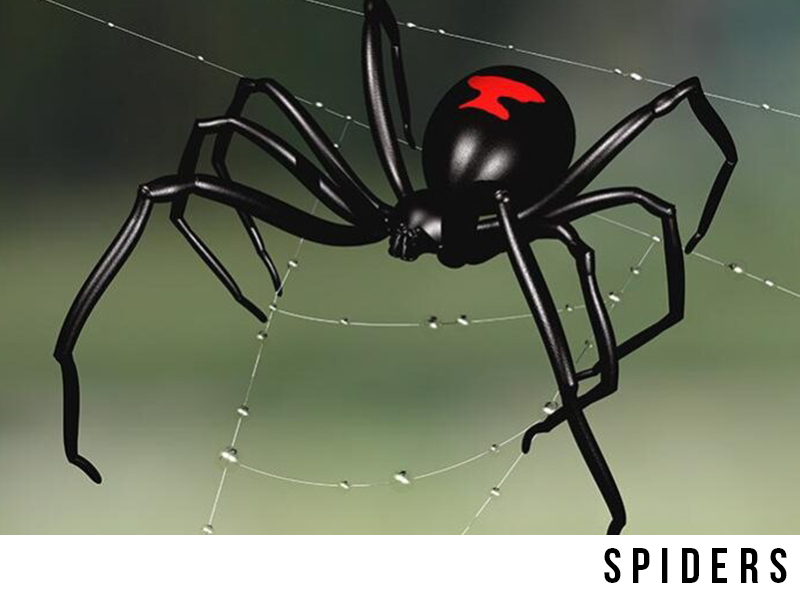 spider